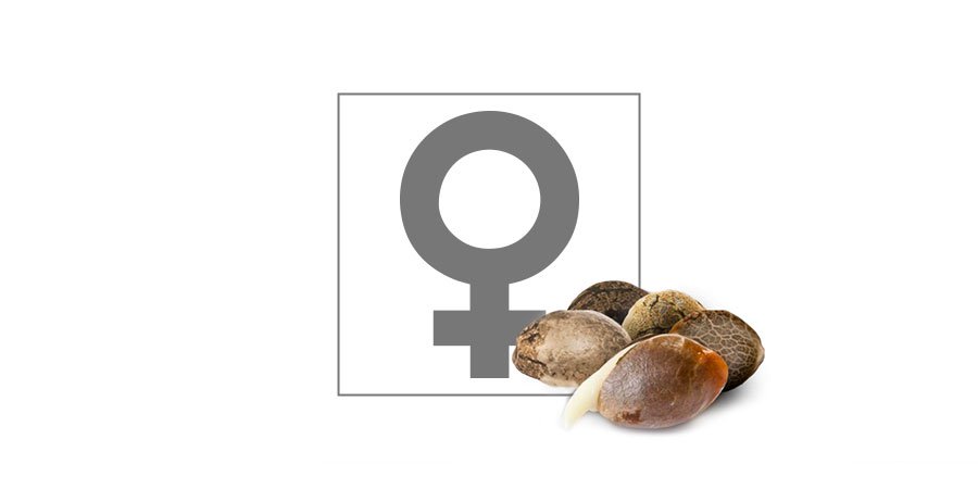 Topp 10 feminiserade cannabisfr&ouml;n