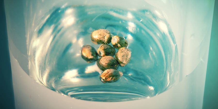 Sätt att testa dina frön Ways To Test Your Cannabis Seeds