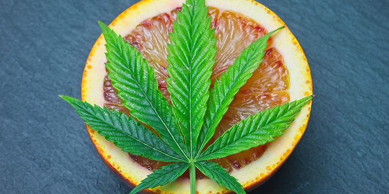Så fluffar du upp ditt torra, pressade brick weed SÅ FLUFFAR DU UPP DITT TORRA, PRESSADE BRICK WEED