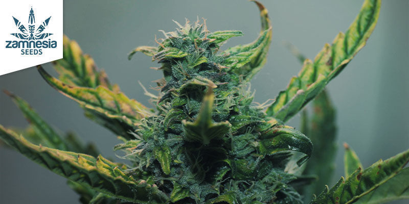 3 Cannabissorter som producerar mängder av kief 3 Cannabis Strains That Produce Kief
