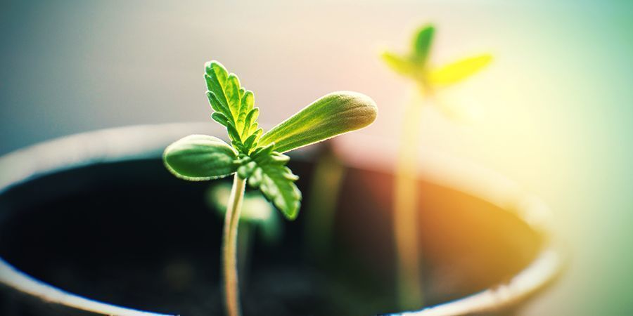 Vad du kan göra när du odlar cannabis inomhus Vad du kan göra när du odlar cannabis inomhus