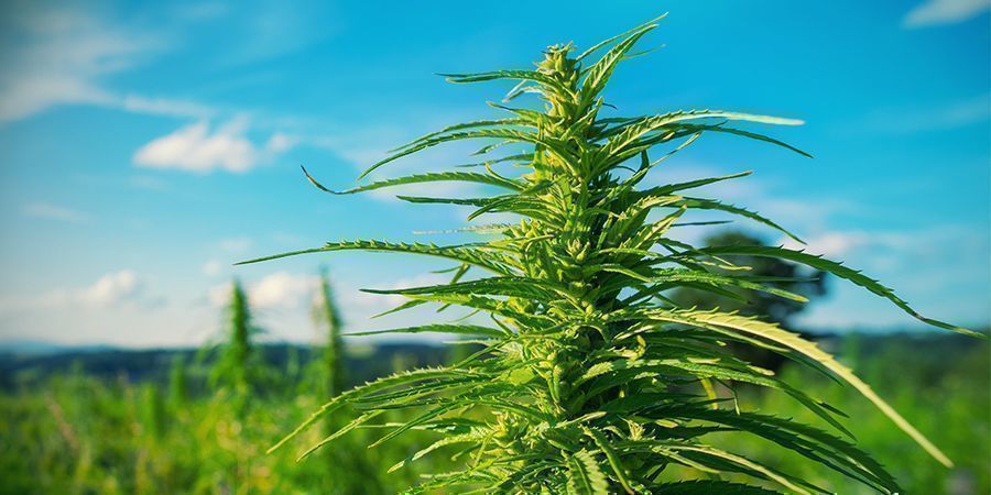 Vad kan du göra när du odlar cannabis utomhus Vad kan du göra när du odlar cannabis utomhus