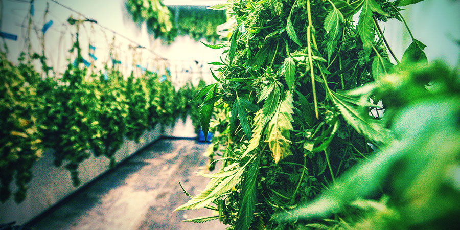 Så torkar och curar du cannabisblommor på rätt sätt