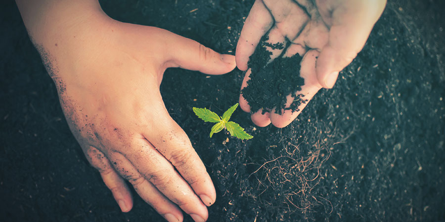 Cannabis odlingsmedium Cannabis odlingsmedium