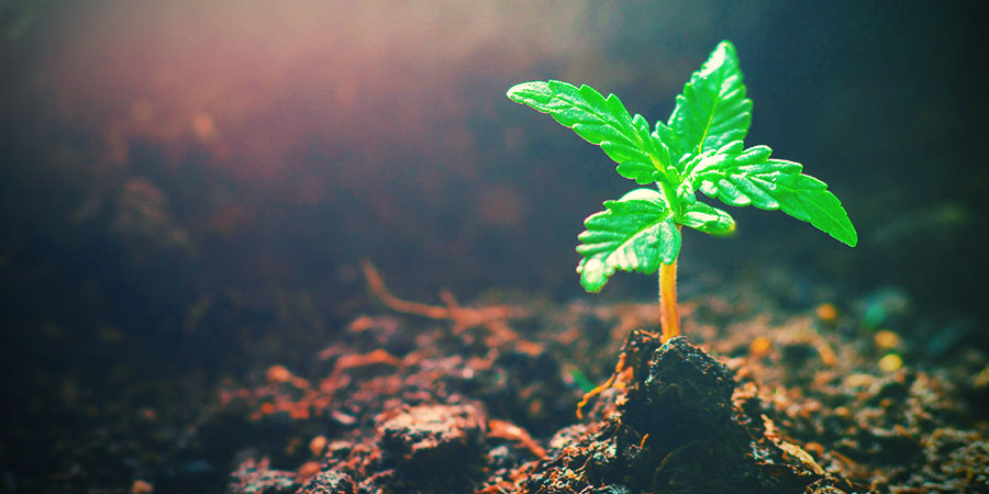 Cannabisens vegetativa fas