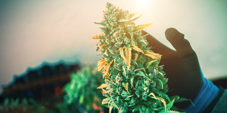 Cannabis i blomning