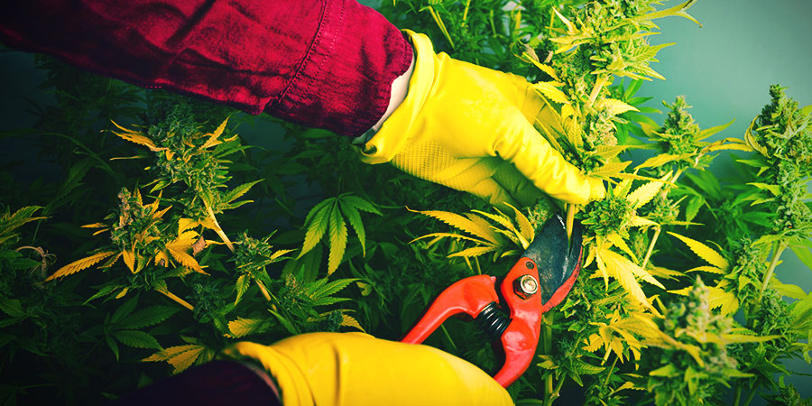 När och hur du skördar och torkar cannabis