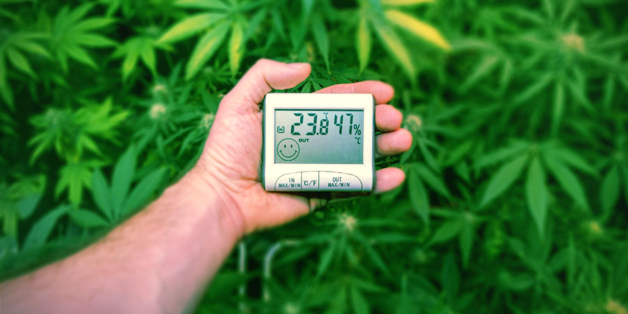 Andra teorier om att öka CBD Other Theories On Increasing Cbd