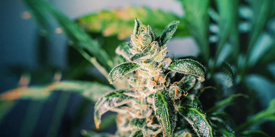 CBD-RIKA SORTER HOS ZAMNESIA