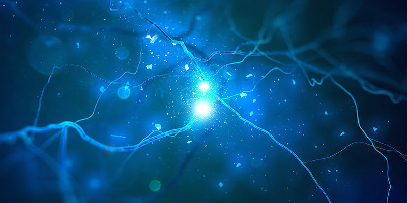Cannabinoid Receptors Cannabinoid Receptors
