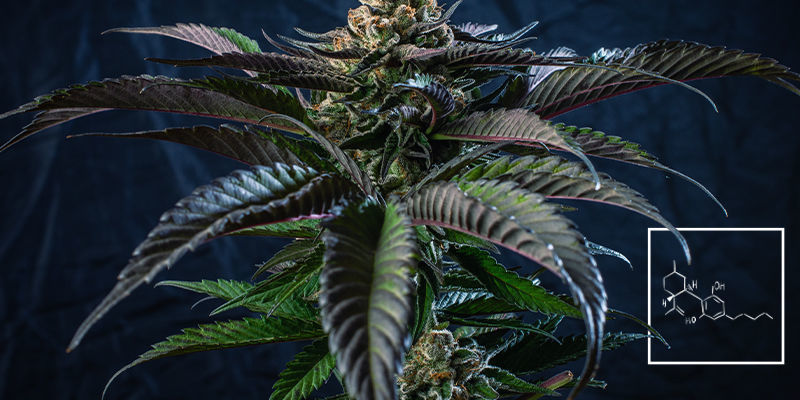 Fytokannabinoider Phytocannabinoids