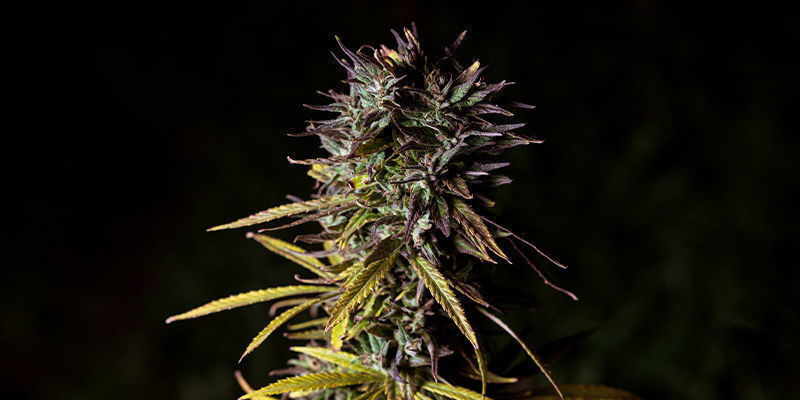 Fat Banana Av Royal Queen Seeds: Maxad fruktighet Fat Banana By Royal Queen Seeds: Fat Fruitiness