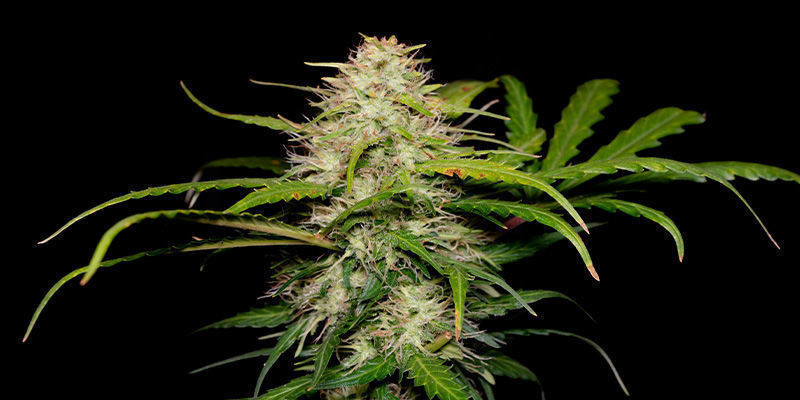 Green Love Potion av Samsara Seeds Green Love Potion by Samsara Seeds