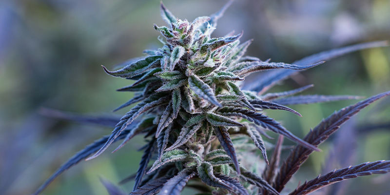 Passion Fruitz av Zamnesia Seeds: En tropisk kärlekshistoria Passion Fruitz av Zamnesia Seeds: En tropisk kärlekshistoria