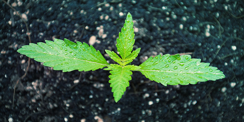 NÄRING TILL CANNABIS