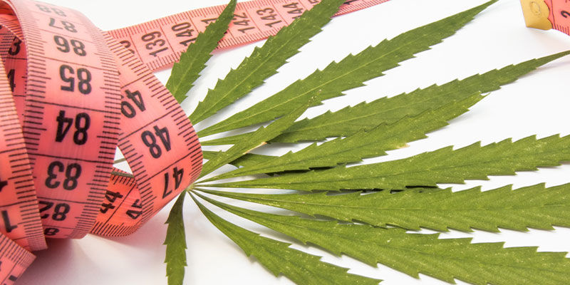 Förstå kopplingen mellan cannabis och viktminskning Förstå kopplingen mellan cannabis och viktminskning