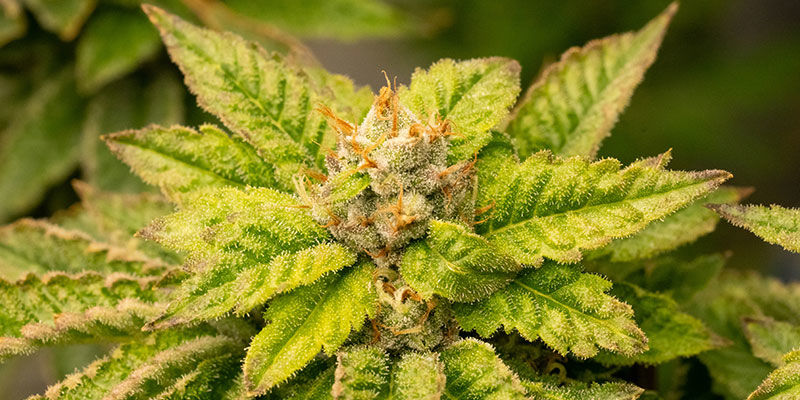 Vilken cannabis är bäst för viktminskning? Vilken cannabis är bäst för viktminskning?