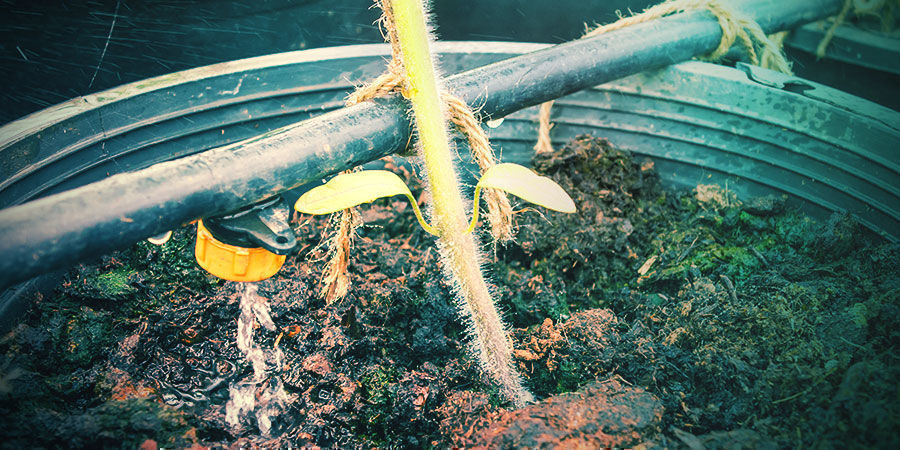 Odlingsmedium och bevattning Growing Medium And Irrigation