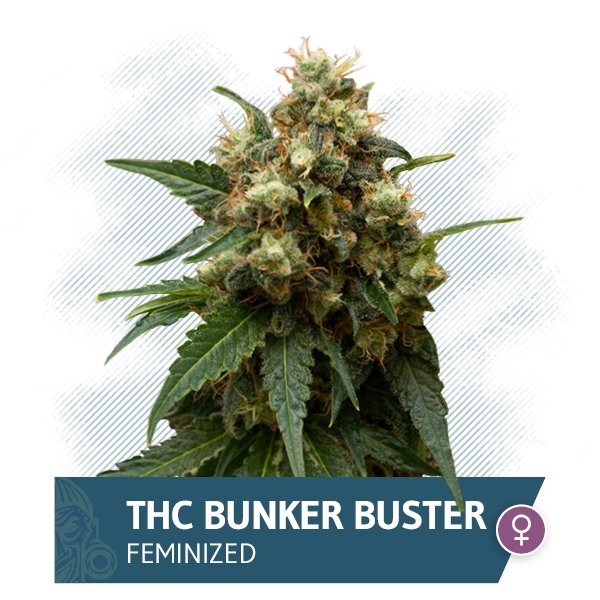 THC Bunker Buster (Zamnesia Seeds) feminiserade