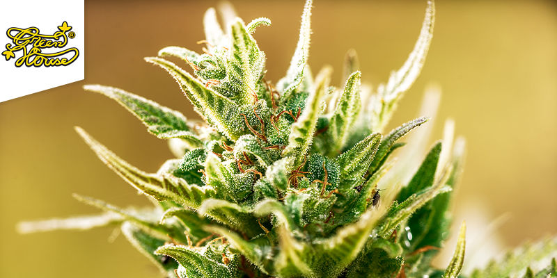Afgooey (Greenhouse Seeds) AFGOOEY (GREENHOUSE SEEDS)
