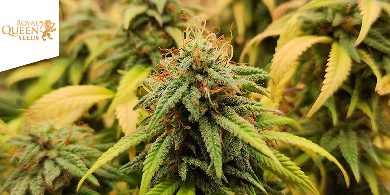 Lemon Shining Silver Haze (Royal Queen Seeds) LEMON SHINING SILVER HAZE (ROYAL QUEEN SEEDS)