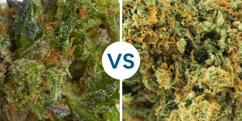 Klibbiga vs torra cannabisblommor STICKY VS DRY WEED