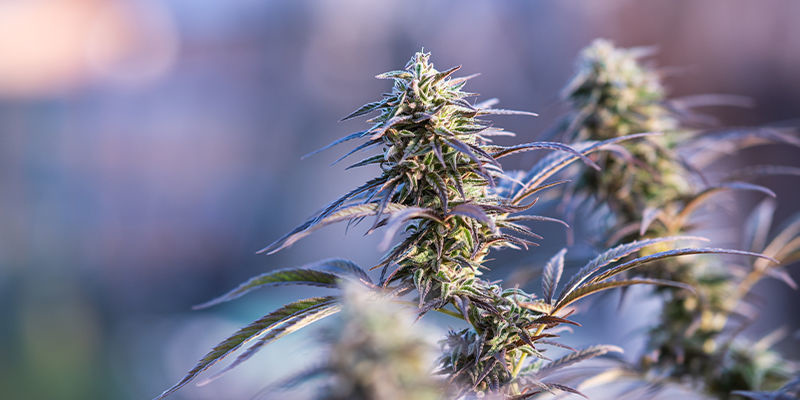 6 cannabissorter med 1% THC eller mindre 6 cannabissorter med 1% THC eller mindre