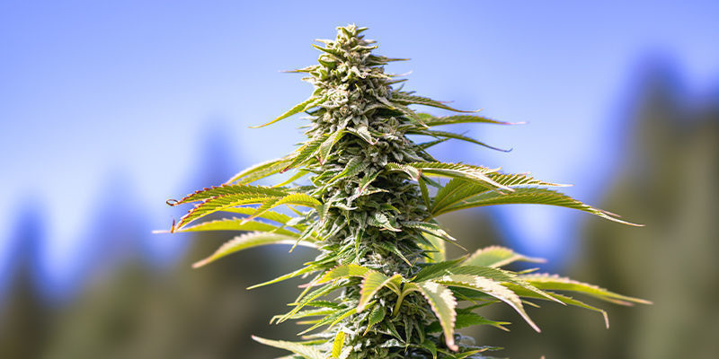 CBD Fix Automatic av Zamnesia Seeds CBD Fix Automatic by Zamnesia Seeds