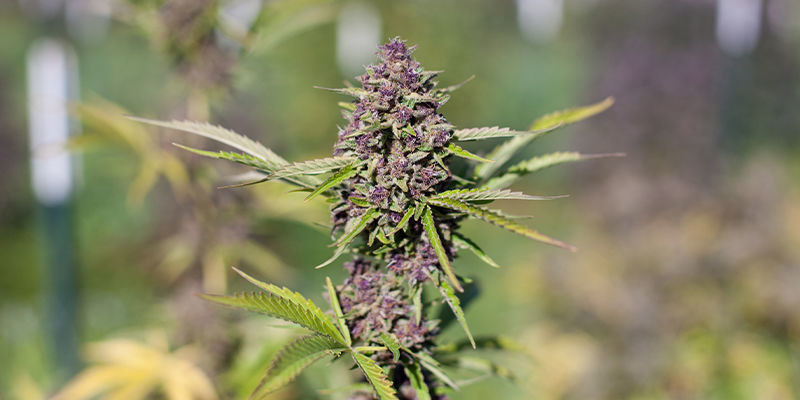 Sweet Pure Auto CBD av Sweet Seeds Sweet Pure Auto CBD by Sweet Seeds