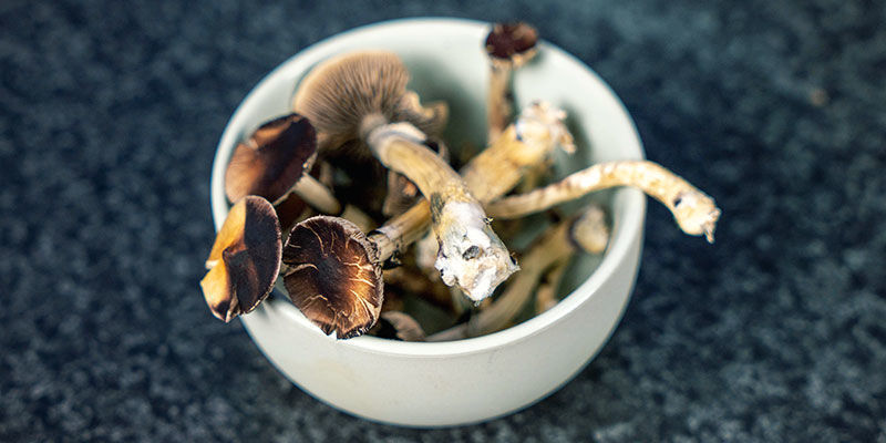 Färska magiska svampar Fresh Magic Mushrooms