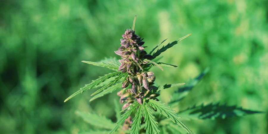 Betyder den lila färgen i cannabis extra styrka? Does The Purple In Cannabis Mean Extra Power?