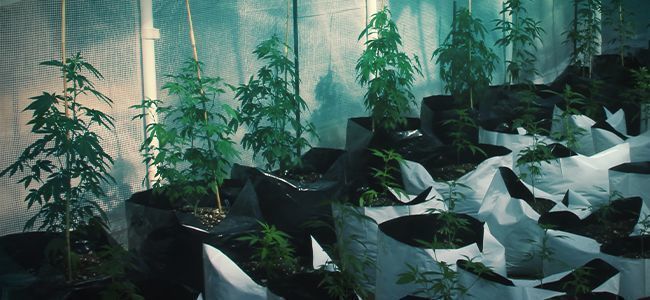 Vad är det som är så smart med en Smart Pot? VAD ÄR DET SOM ÄR SÅ SMART MED EN SMART POT?