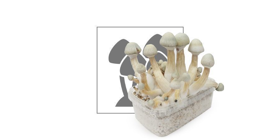 Zamnesia odlingskit ‘Treasure Coast’