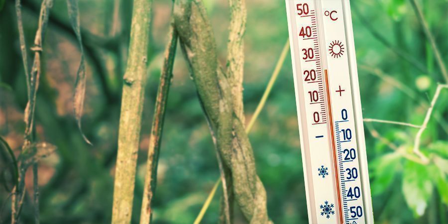 Säkerställ en varm och fuktig odlingsmiljö Ensure A Warm And Humid Growing Environment - Banisteriopsis Caapi