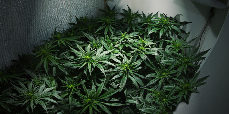Kan du skörda flera gånger i samma odlingsrum? Kan du skörda cannabis flera gånger i samma odlingsrum?