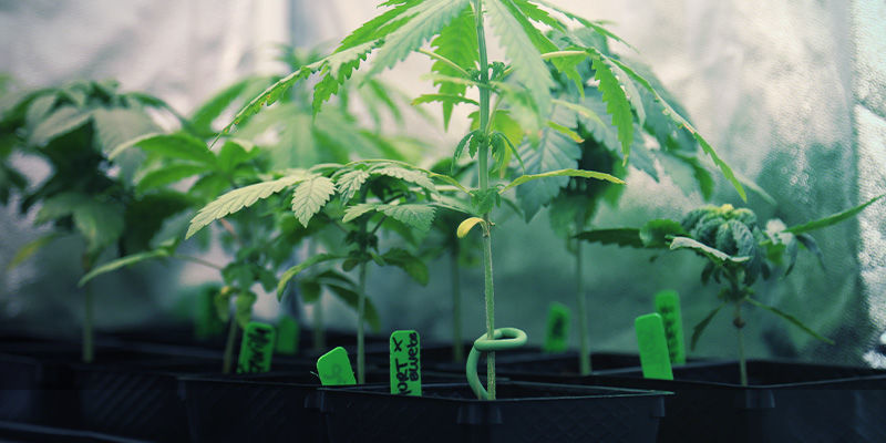 Växelbruk Crop Rotation - Perpetual Cannabis Harvest