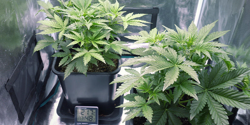 Utrustning och tillbehör Utrustning och tillbehör – kontinuerlig cannabisskörd