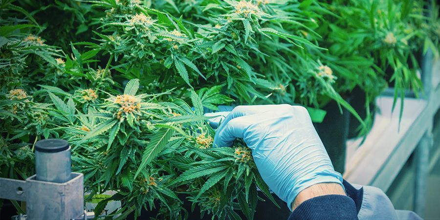 Så skördar du cannabis flera gånger per år How To Harvest Cannabis Multiple Times Per Year