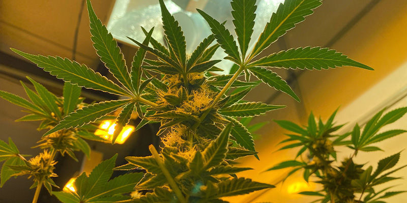 Inomhus Inomhus – kontinuerlig cannabisskörd