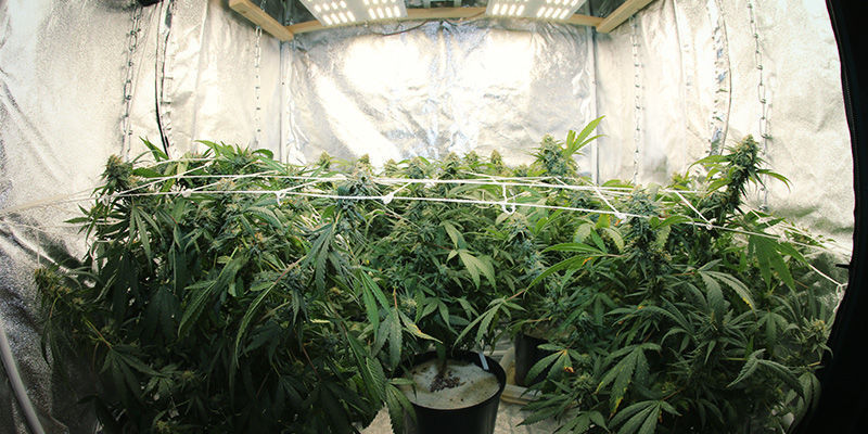 Hantera ljuscykler för att styra cannabisens blomning Managing Light Cycles To Control Cannabis Flowering