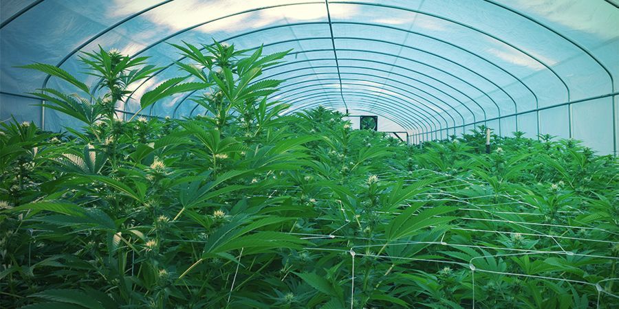 Utomhus Utomhus – kontinuerlig cannabisskörd