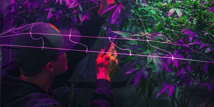 Ställa i ordning din odlingsyta Ställa i ordning din odlingsyta – kontinuerlig cannabisskörd