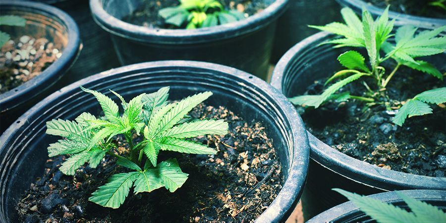 Ta sticklingar/plantera frön Taking Clones/Planting Seeds - Perpetual Cannabis Harvest