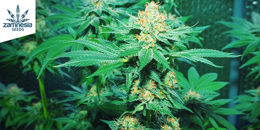 AMNESIA HAZE (ZAMNESIA SEEDS): DEN TROPISKA HUVUDRESAN