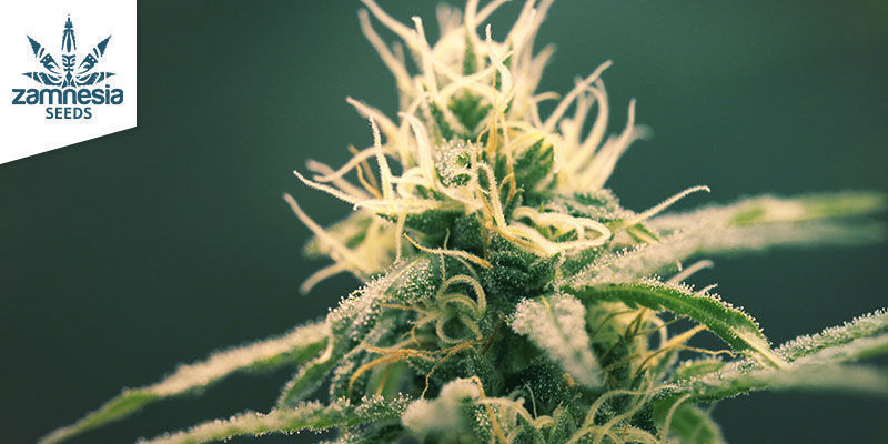 Blue Dream (Zamnesia Seeds): Den sötaste sinsemilla-drömmen Blue Dream (Zamnesia Seeds): Den sötaste sinsemilla-drömmen