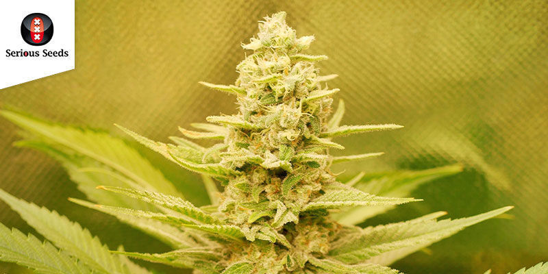 Ak-47 (Serious Seeds): Prisbelönt feminiserad kraft Ak-47 (Serious Seeds): Award-winning Feminized Firepower