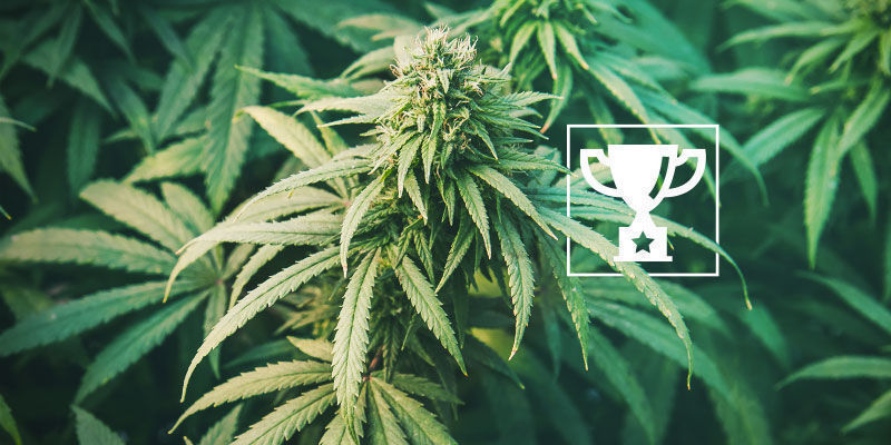 Prisbelönta sorter står i centrum för spansk cannabisklubbkultur Prisbelönta sorter står i centrum för spansk cannabisklubbkultur