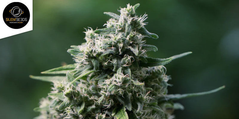 Critical+ 2.0 Autoflower (Silent Seeds): Fullpackad med tjocka blommor Critical+ 2.0 Autoflower (Silent Seeds): Fullpackad med tjocka blommor