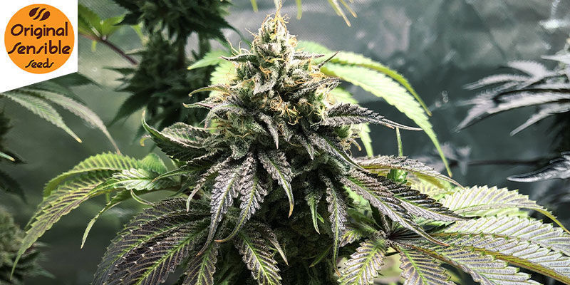 Gorilla Glue 4 Auto (Original Sensible): Kraftfull styrka i Gorilla-klass Gorilla Glue 4 Auto (Original Sensible): Kraftfull styrka i Gorilla-klass