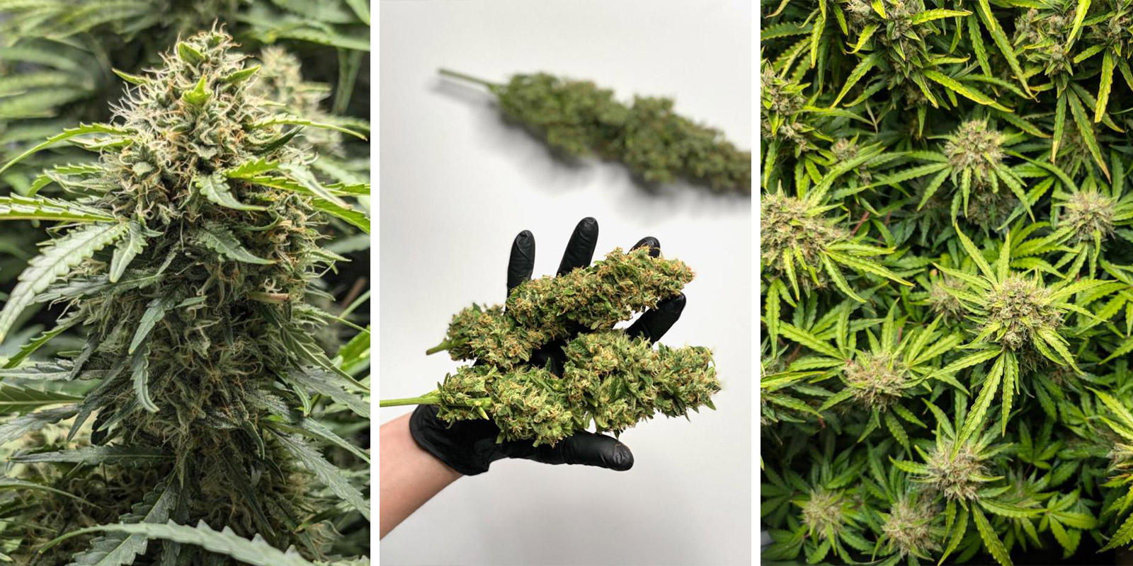 Amnesia Dream XL Auto Amnesia Dream XL Auto